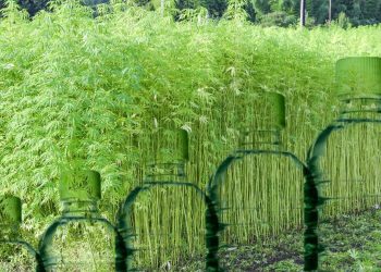 Hemp Plastic: What Is It and How Does it Make