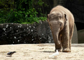 CBD Oil Affects Elephants