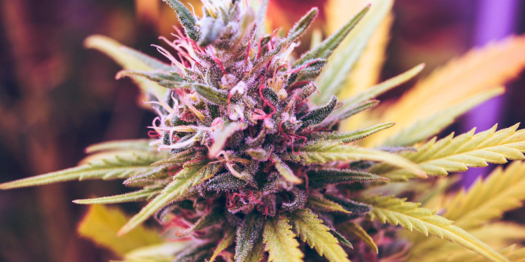 10 Health Benefits Of Cannabis That Everyone Should Know