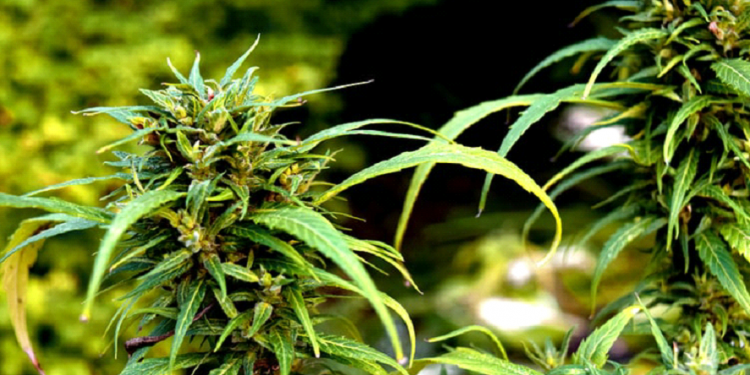28 Surprising Scientific Benefits From Cannabis You Probably Didn't know